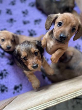 Image 12 of Beautiful litter of dachshunds