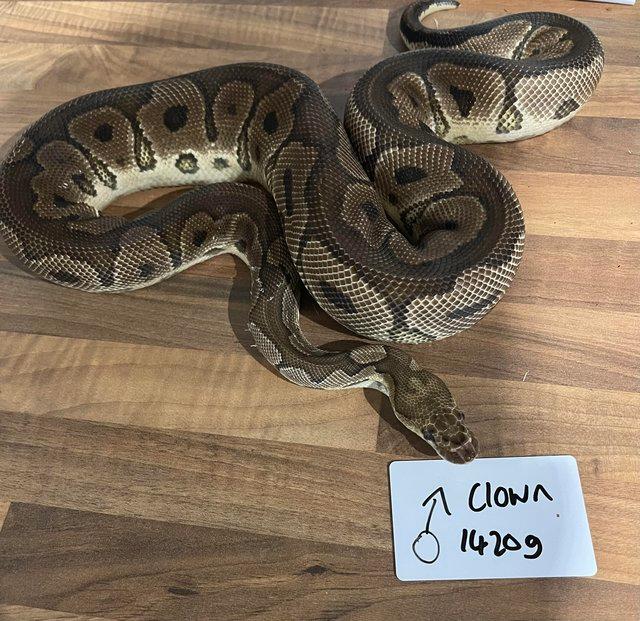 Preview of the first image of Male clown 1420g adult royal/ball python.