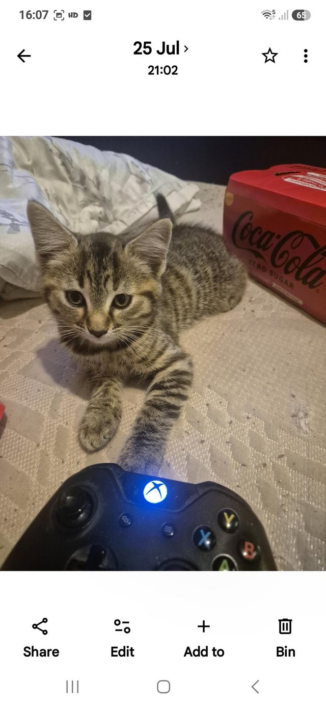 11 week old kittens for sale