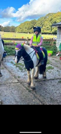 Image 1 of ?? Penny Second Pony For Sale ??