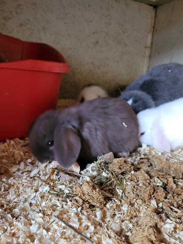 Preview of the first image of Stunning little mini lop girls.