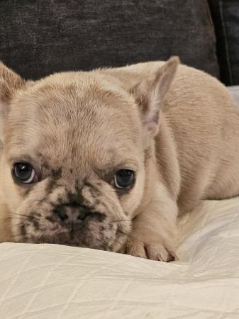Image 5 of Beautiful Quality KC French Bulldog Puppies