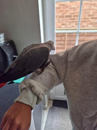 Image 3 of African Grey Baby hand reared