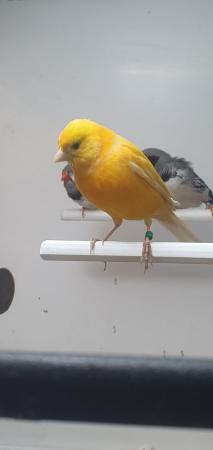 Image 1 of Canaries For Sale at Emerson's Pet Centre