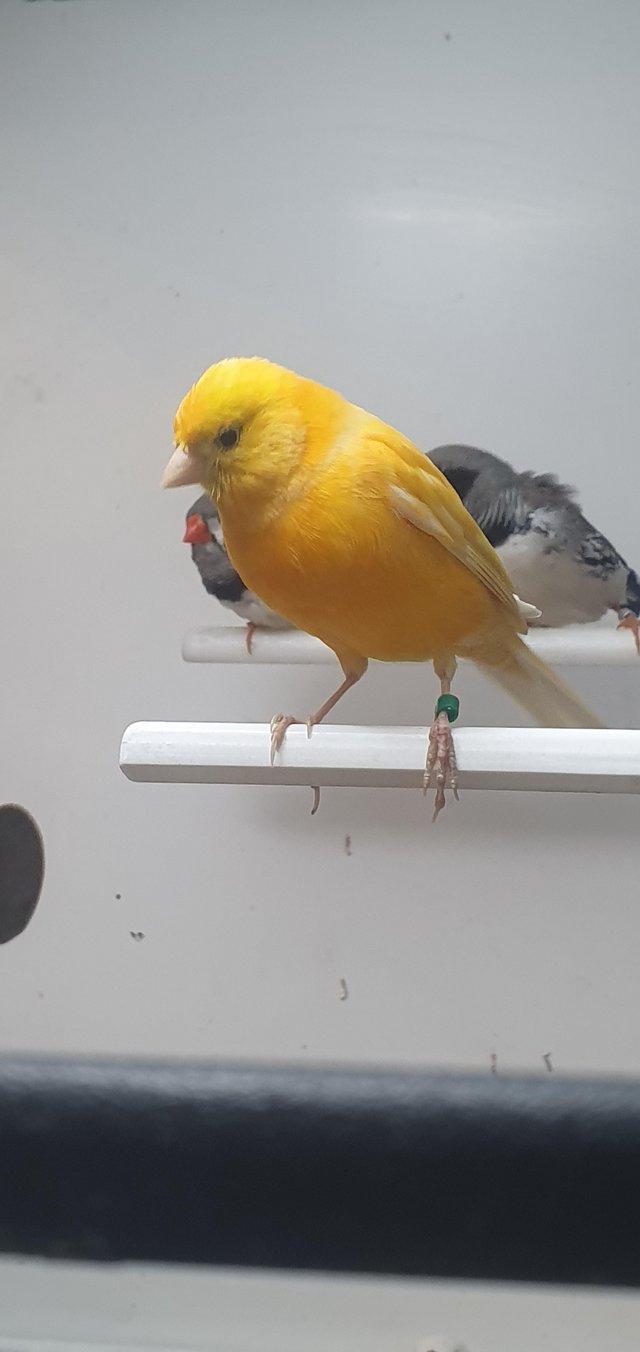 Preview of the first image of Canaries For Sale at Emerson's Pet Centre.