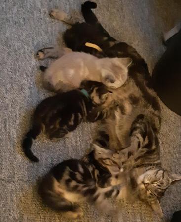 Image 1 of 4 beautiful tabby kittens for sale