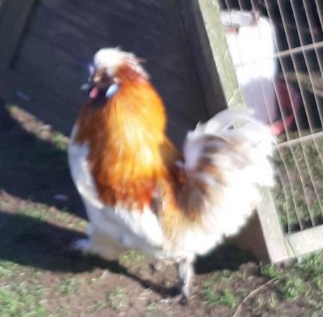 Image 2 of Handsome young bantam cockerel very docile good home please