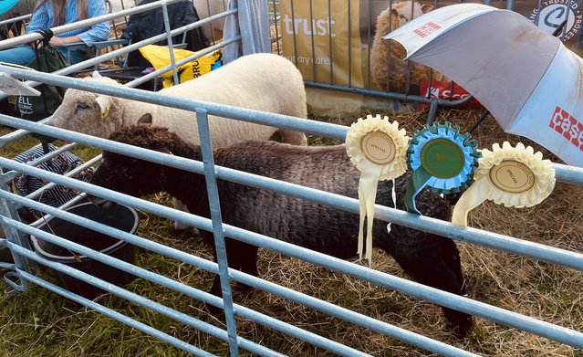 Image 2 of Pedigree coloured ryeland ewes and ram