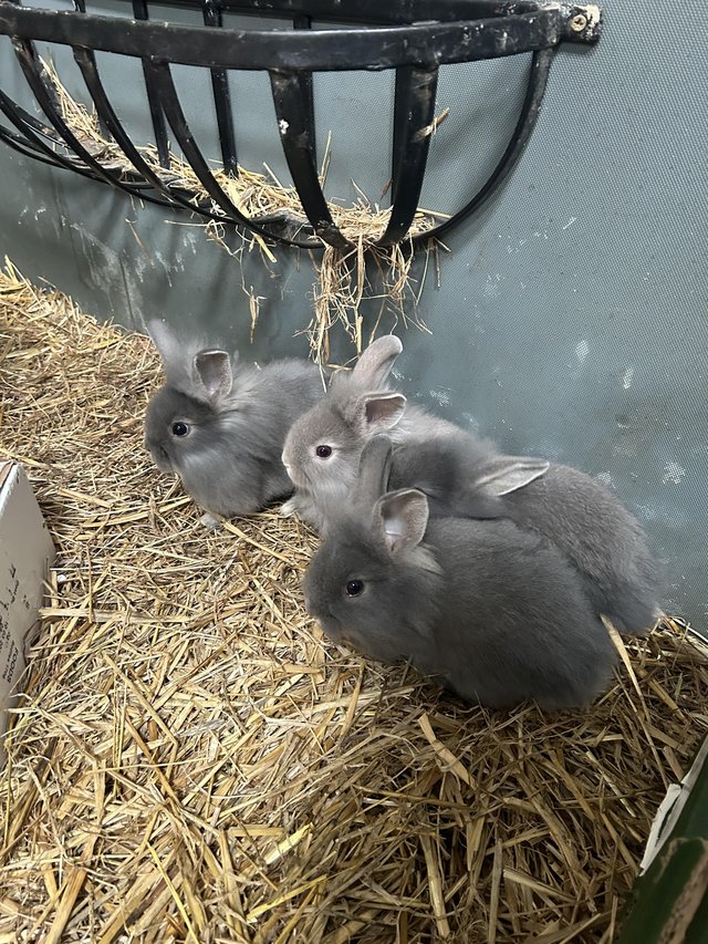 Preview of the first image of Beautiful lionhead x lop bunnies.