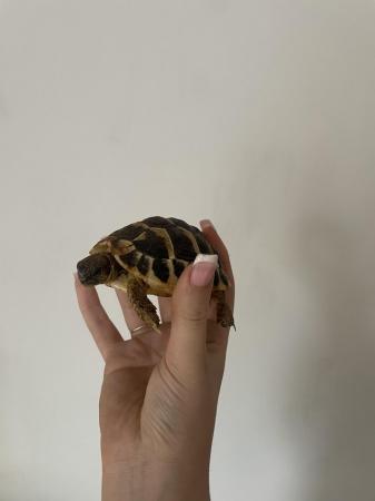 Image 3 of 2 hermann tortoises for sale around 10/11 months old