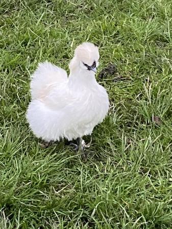 Image 1 of Silkie hatching eggs for sale
