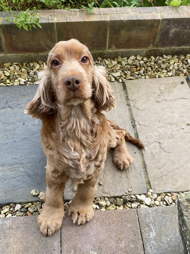Preview of the first image of 6 year old female show type cocker spaniel.