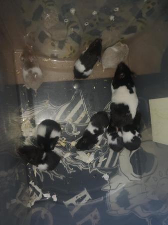 Image 5 of Syrian hamster babies ready to go
