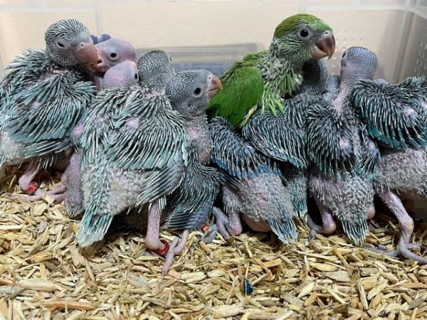 Image 6 of Properly Hand Reared Indian Ringneck Chicks Cuddly Tame