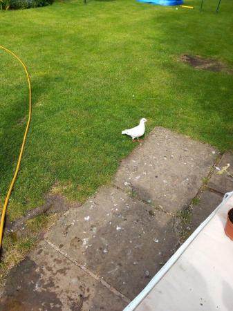 Image 3 of White pigeons 1 year to 3 years old.