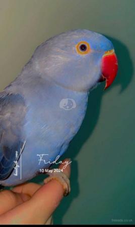 Image 2 of Beautiful tame Young Ringnecks parrot ??