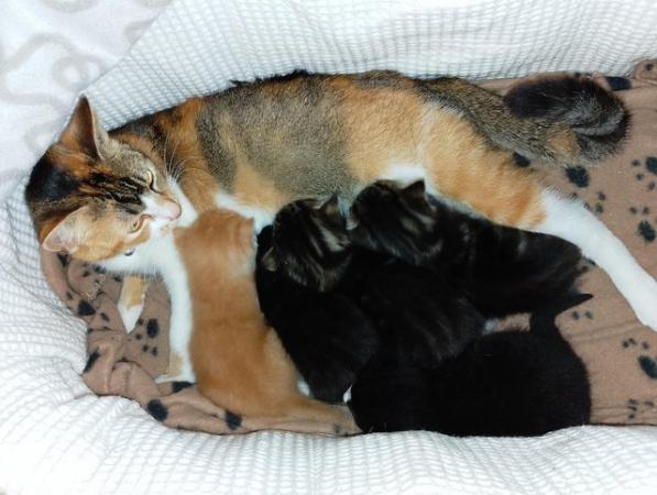 Image 2 of Beautiful Siamese X kittens