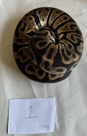 Image 25 of Ball pythons, selling whole collection plus vivs