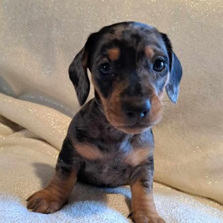 Image 5 of Gorgeous  puppys dachshunds silver daples