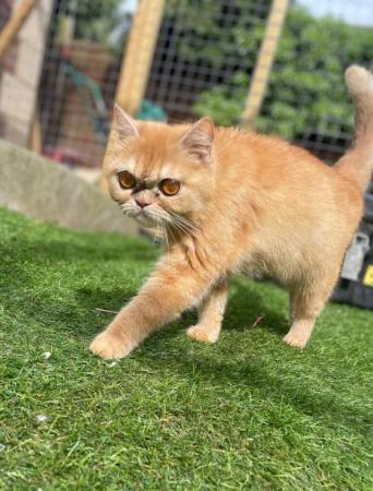 Image 6 of ALL SOLD Beautiful Exotic Persian kittens