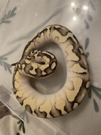 Image 3 of Pastel lesser ball python for sale