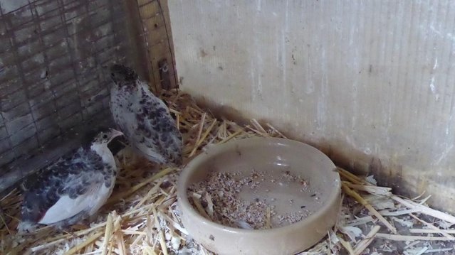 Image 2 of Chinese Painted Quail for sale Females