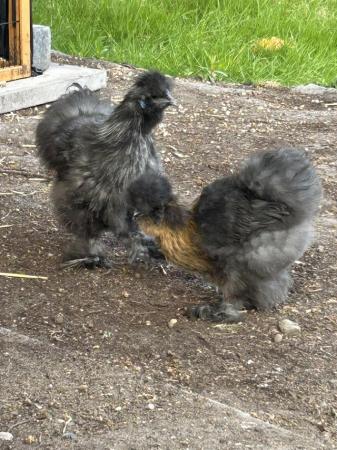 Image 1 of Silkie Roo and Hen 16 weeks old