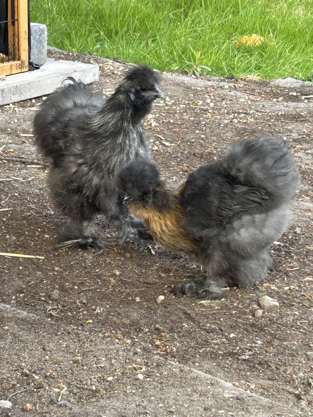 Preview of the first image of Silkie Roo and Hen 16 weeks old.
