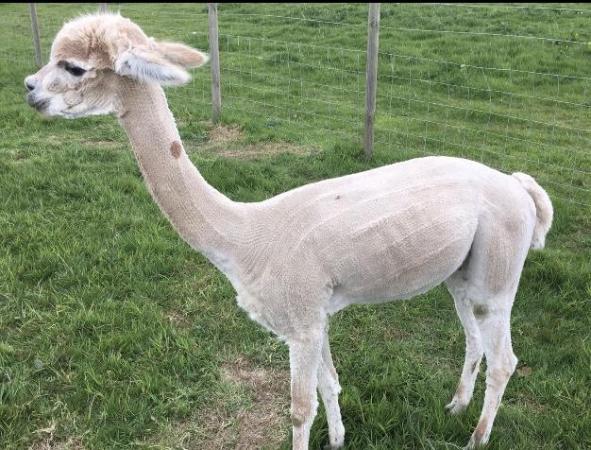 Image 4 of 4yr old castrated male alpaca