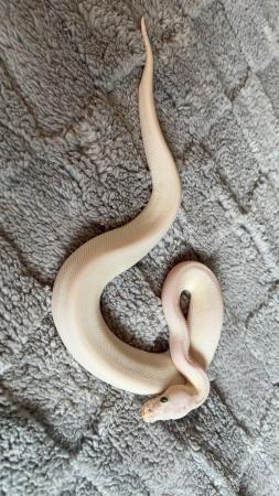 Image 5 of Blue Eyed Leucistic royal python babies