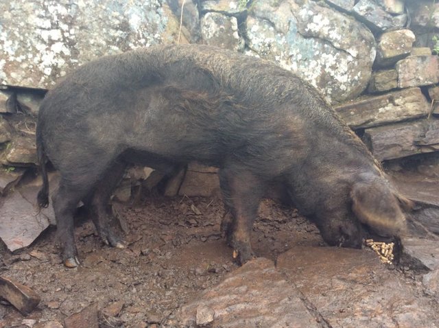 Preview of the first image of Oxford Sandy and Black x Saddleback Boar.