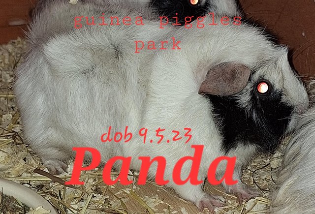 Image 4 of Lovely sow, girl, guinea pigs