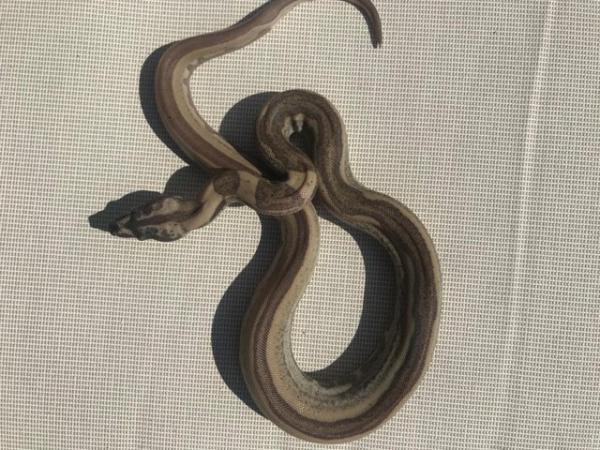 Image 4 of Baby boas for sale het kahl /anery