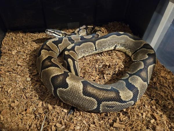 Image 5 of Cb22 royal pythons future breeding pair