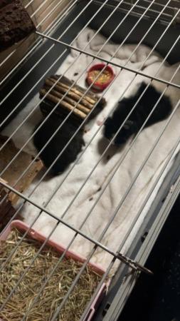 Image 4 of 3 female Guinea pigs for sale