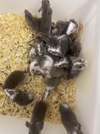 Image 5 of Young ASF rats (£5 EACH!!!)DEALS ON MULTIPLE