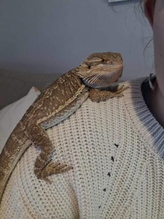 Image 3 of 9 month old bearded dragon and full setup available