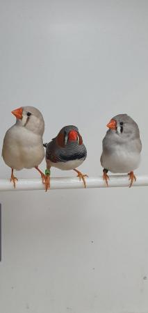 Image 2 of Pairs of Zebra Finches available