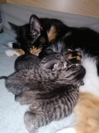 Image 5 of ReDy now 3 lovely tabby kittens 2 boys and 1 girl