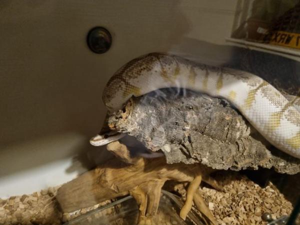 Image 5 of Adult Bumblebee Royal Python (NO ENCLOSURE INCLUDED)