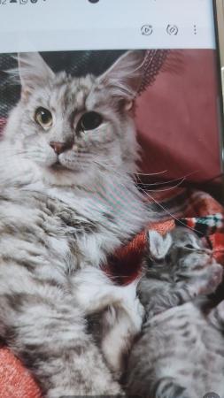 Image 4 of Maine coon kittens for sale.full pedigree