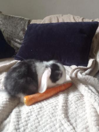 Image 3 of 8 week old mini lop rabbits