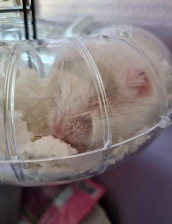 Image 2 of 15 mth male Syrian hamster with large cage and accessories