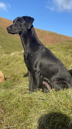 Image 6 of FTCH Sired Labrador Pups