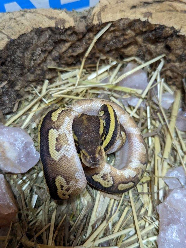 Preview of the first image of Various morph (GHI, Stripe, Pastels) baby royal/ball pythons.