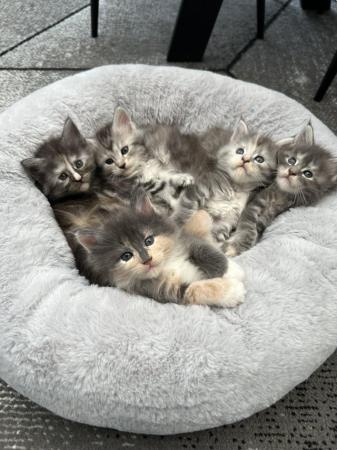 Image 14 of 1 female left - Beautiful Maine Coon Kittens
