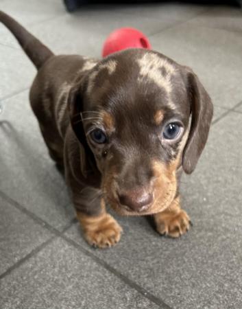 Image 1 of Stunning mini dacschund pups