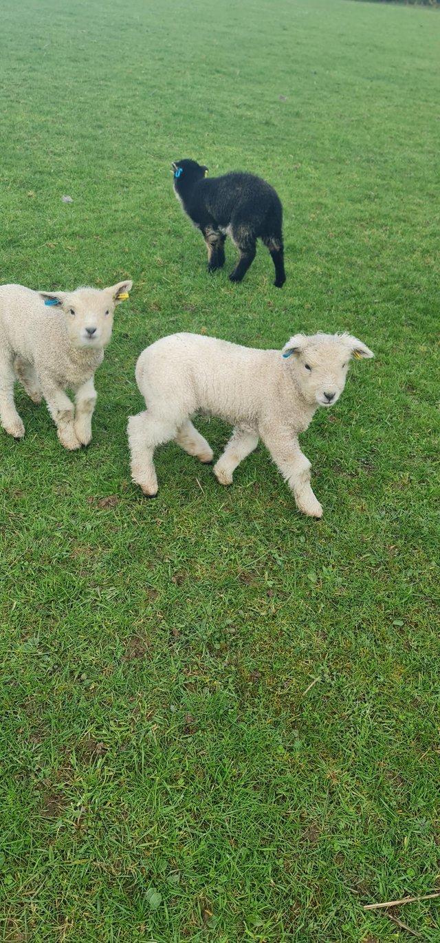 Preview of the first image of Ryeland ewes with lambs a foot.