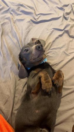 17 month old merle dachshund for sale in St.helens, Merseyside
