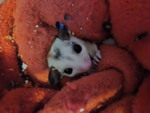 Preview of the first image of 5 weeks on Sunday sugar glider.
